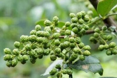 炒制重慶火鍋底料需要哪些香料？